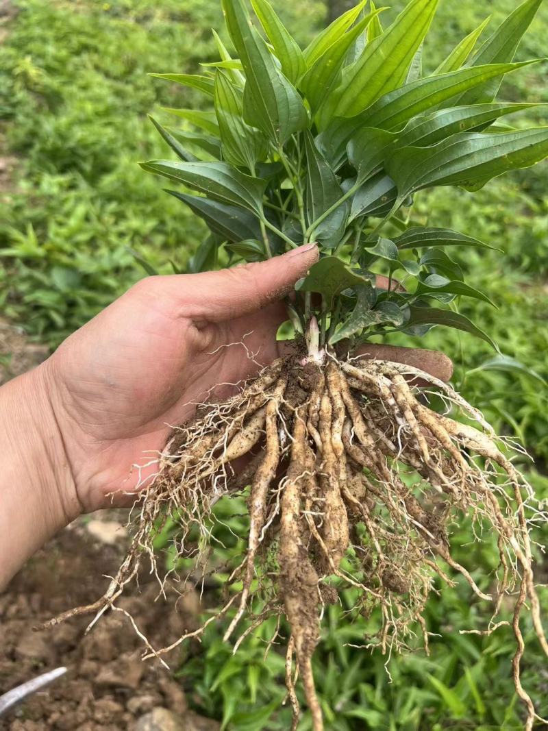 百部苗四川中药材种植基地