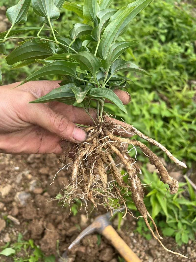 百部苗四川中药材种植基地