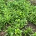 百部苗四川中药材种植基地