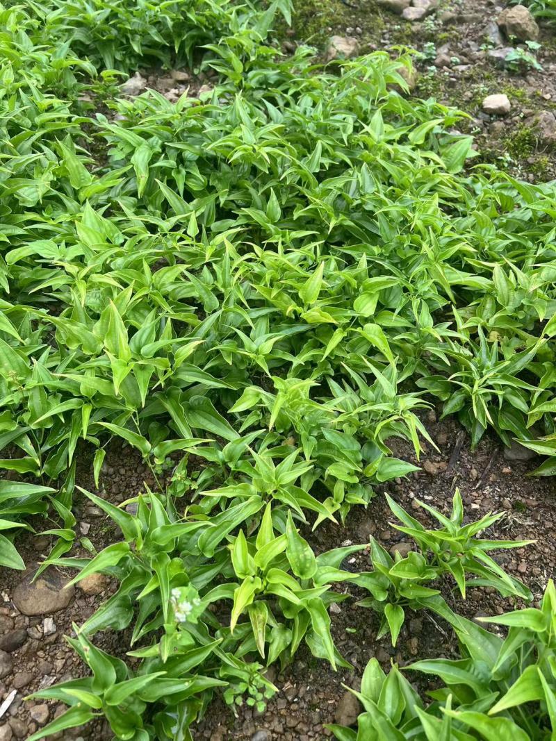百部苗四川中药材种植基地