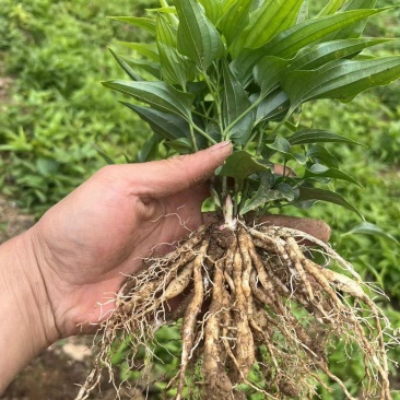 百部苗四川中药材种植基地