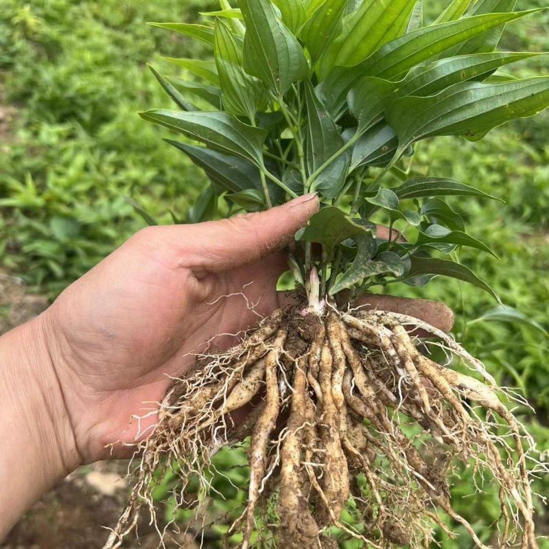 百部苗四川中药材种植基地