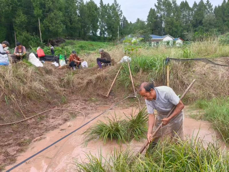 石菖蒲苗四川中药材种植基地中药材种植基地