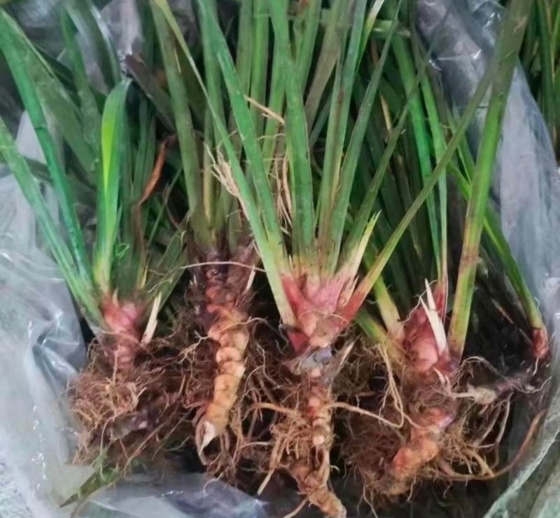 石菖蒲苗四川中药材种植基地中药材种植基地
