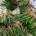 石菖蒲苗四川中药材种植基地中药材种植基地