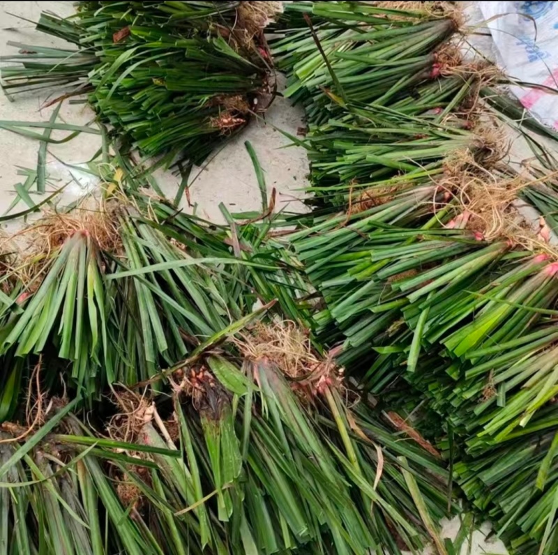 石菖蒲苗四川中药材种植基地中药材种植基地