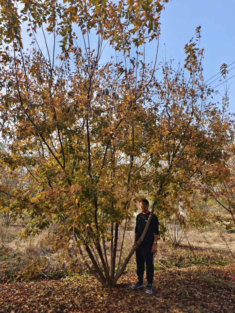 丛生娜塔莉橡树基地直发保存活可视频看货欢迎来电