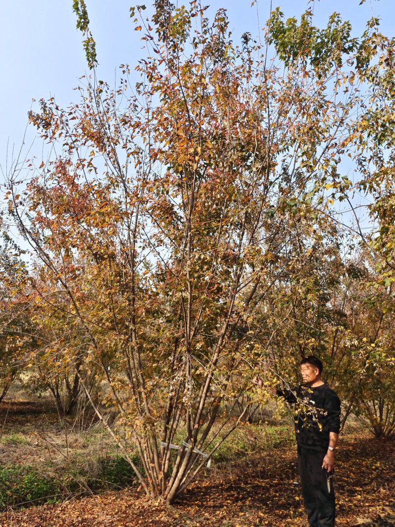 丛生娜塔莉橡树基地直发保存活可视频看货欢迎来电
