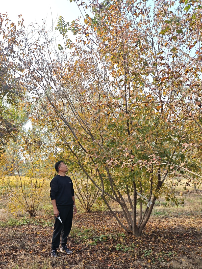 丛生娜塔莉橡树基地直发保存活可视频看货欢迎来电