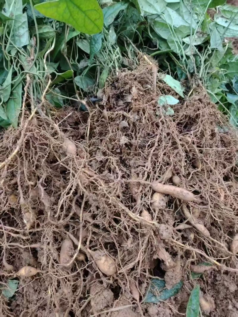 金果榄四川中药材种植基地地苦胆种苗一手货源
