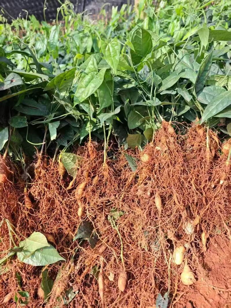 金果榄四川中药材种植基地地苦胆种苗一手货源