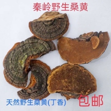桑黄,暴马丁香正宗泡水煮水喝爆马丁桑黄