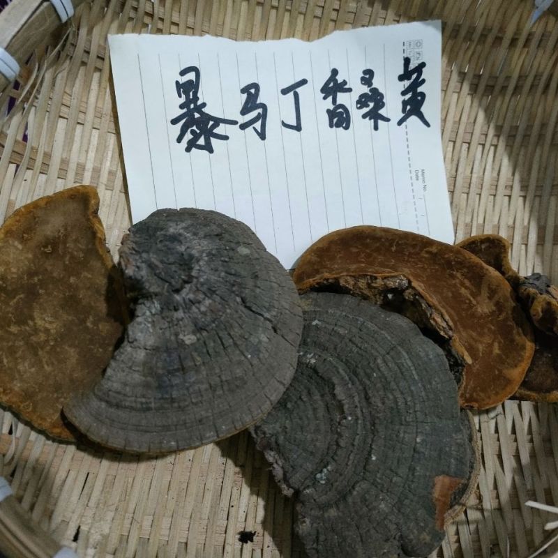 桑黄,暴马丁香正宗泡水煮水喝爆马丁桑黄