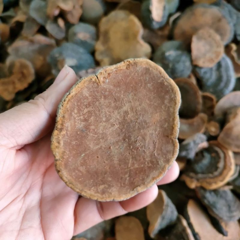 桑黄,暴马丁香正宗泡水煮水喝爆马丁桑黄