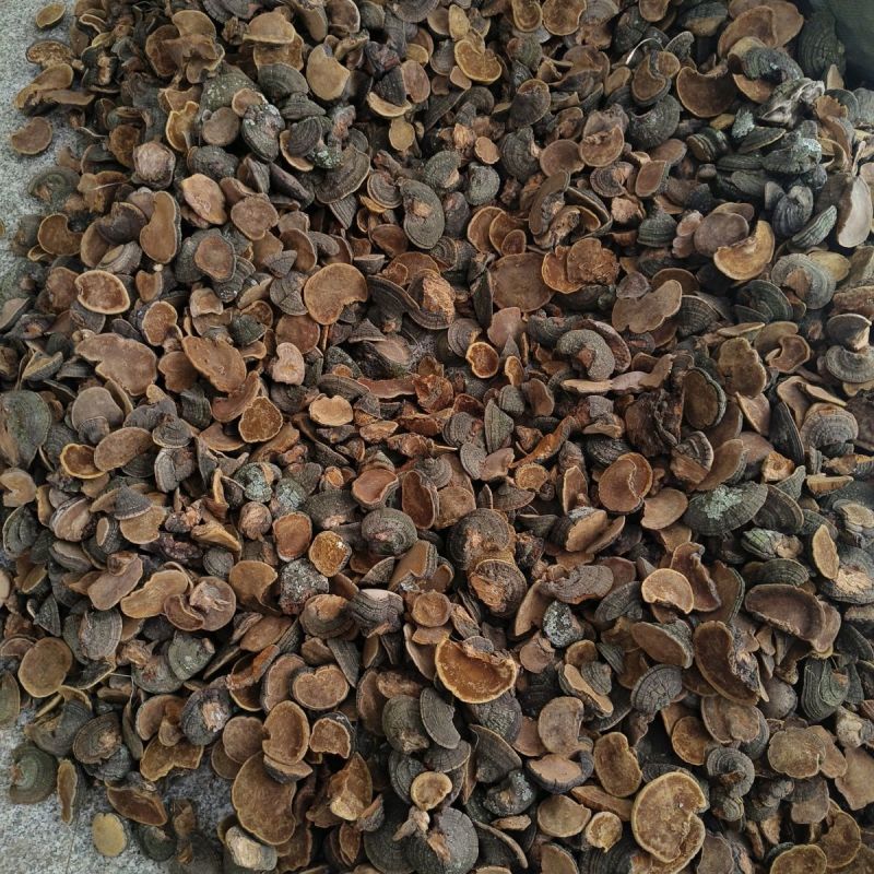 桑黄,暴马丁香正宗泡水煮水喝爆马丁桑黄