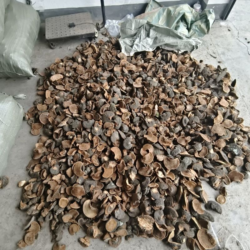桑黄,暴马丁香正宗泡水煮水喝爆马丁桑黄