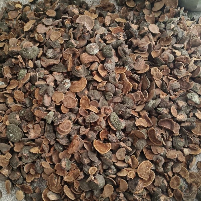 桑黄,暴马丁香正宗泡水煮水喝爆马丁桑黄