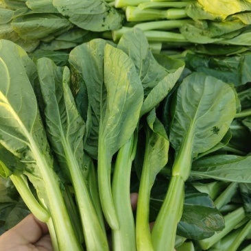 广东精品菜心