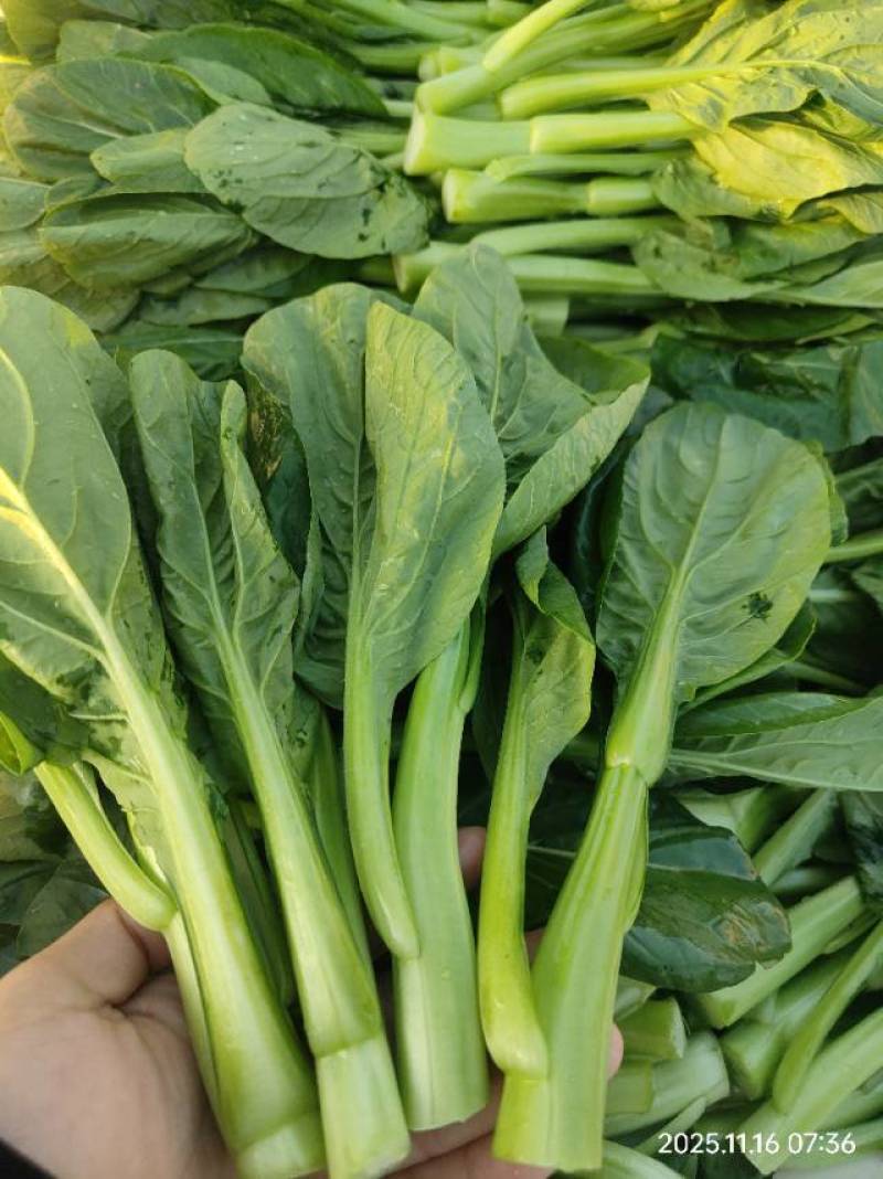 广东精品菜心