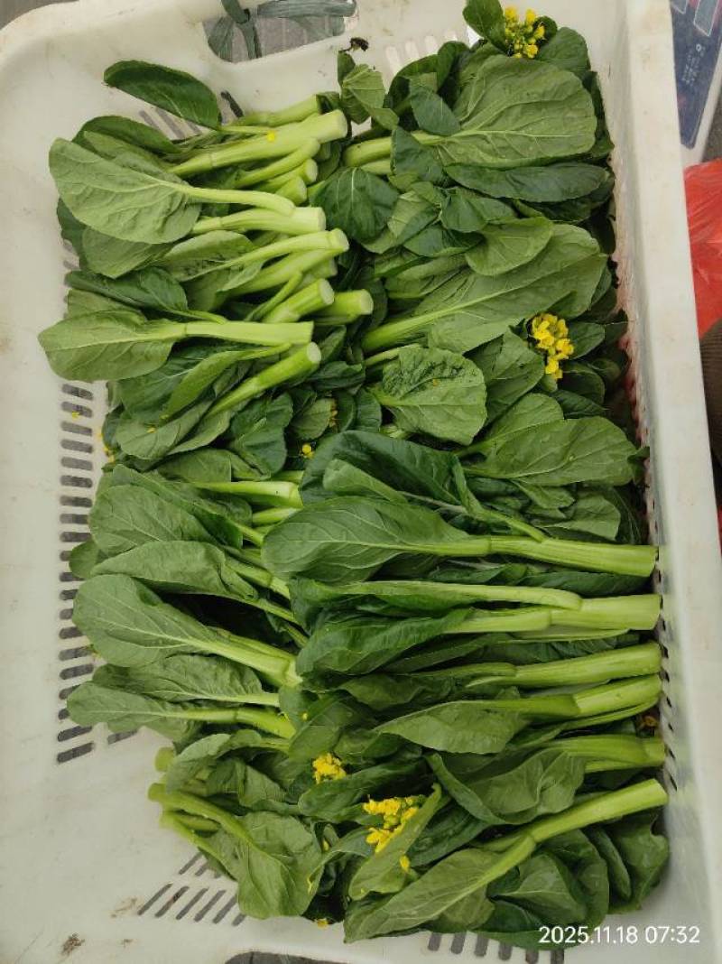广东精品菜心