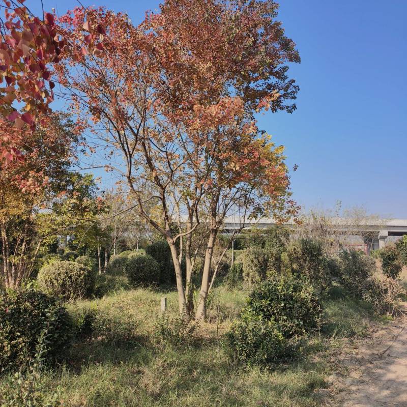 丛生乌桕，乌桕，保证成活价格美丽苗圃直销欢迎采购一手货源