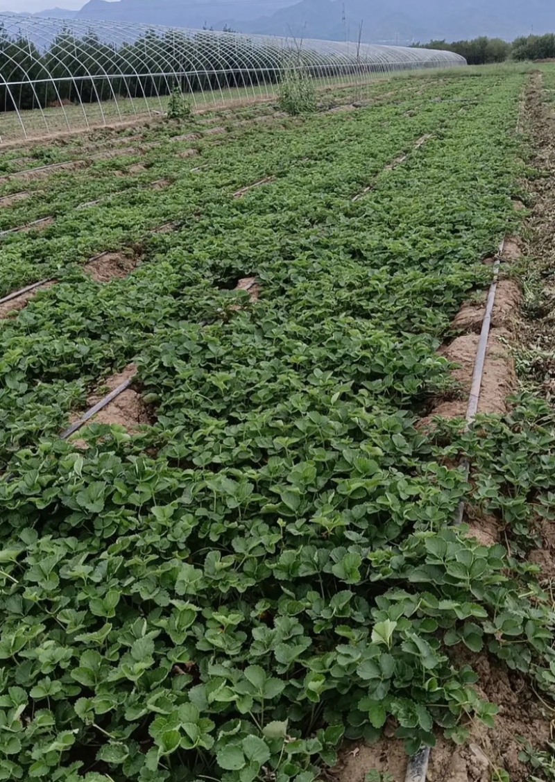 精品意大利17草莓苗现挖现发基地发量大从优