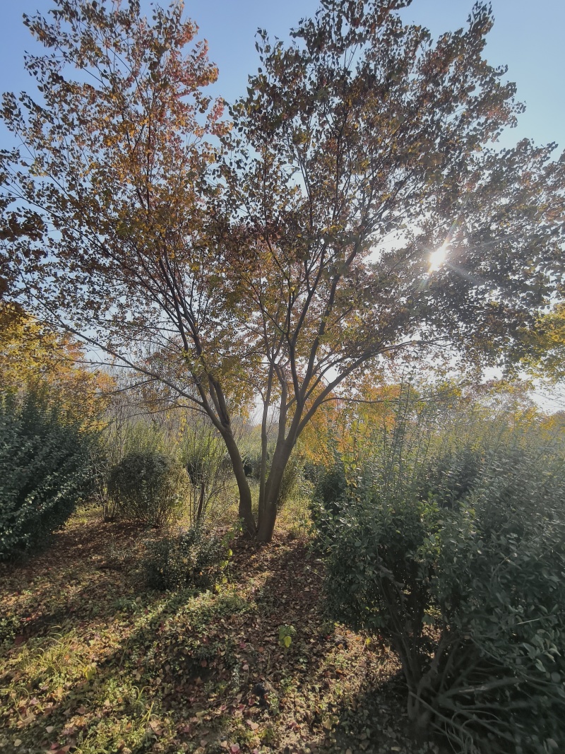 丛生乌桕，乌桕，保证成活价格美丽苗圃直销欢迎采购一手货源
