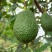 国产云南孟连县芒信镇哈斯牛油果坏果烂果包赔