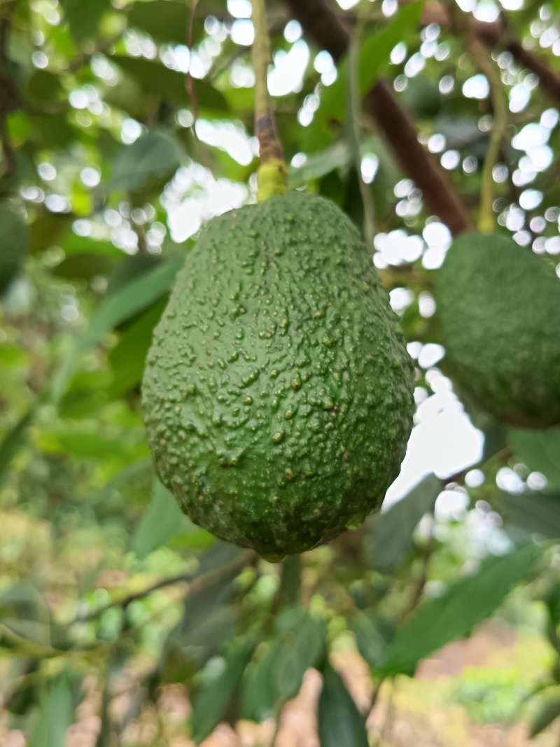 国产云南孟连县芒信镇哈斯牛油果坏果烂果包赔