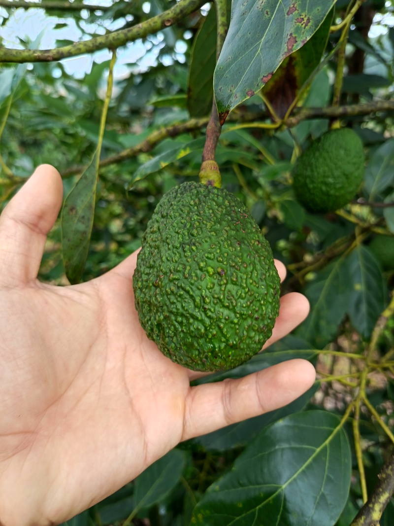 国产云南孟连县芒信镇哈斯牛油果坏果烂果包赔