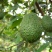 国产云南孟连县芒信镇哈斯牛油果坏果烂果包赔