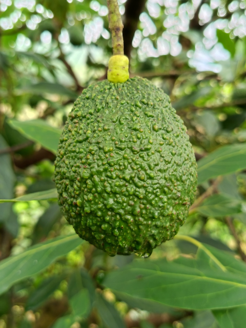 国产云南孟连县芒信镇哈斯牛油果坏果烂果包赔