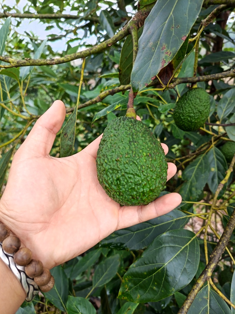 国产云南孟连县芒信镇哈斯牛油果坏果烂果包赔