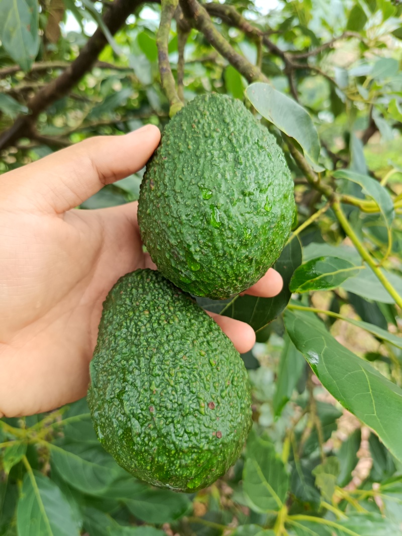 国产云南孟连县芒信镇哈斯牛油果坏果烂果包赔