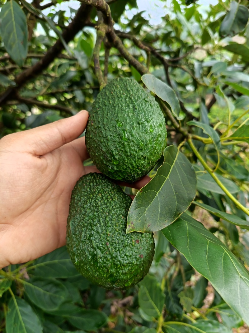 国产云南孟连县芒信镇哈斯牛油果坏果烂果包赔