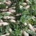 湖北白萝卜大量接单产地直发量大从优欢迎来电