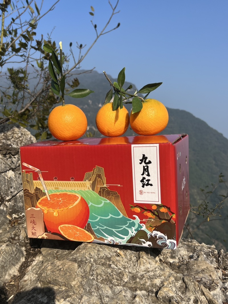 秭归九月红果冻橙