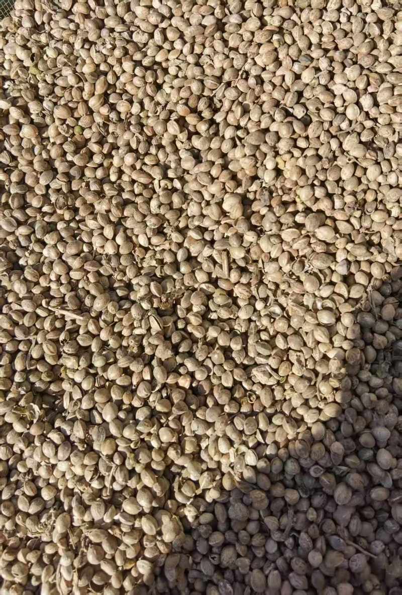 旱地麻子.陕北黄土地长出的精品麻子