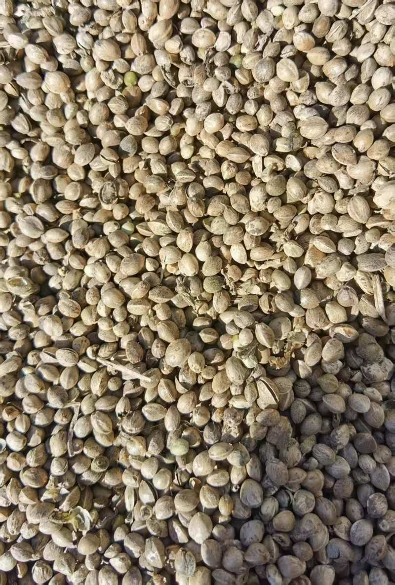 旱地麻子.陕北黄土地长出的精品麻子