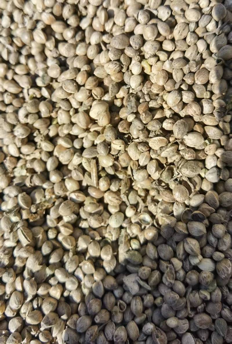 旱地麻子.陕北黄土地长出的精品麻子