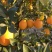 江西赣州赣南脐橙香甜多汁承接电商批发零售均可价格美丽