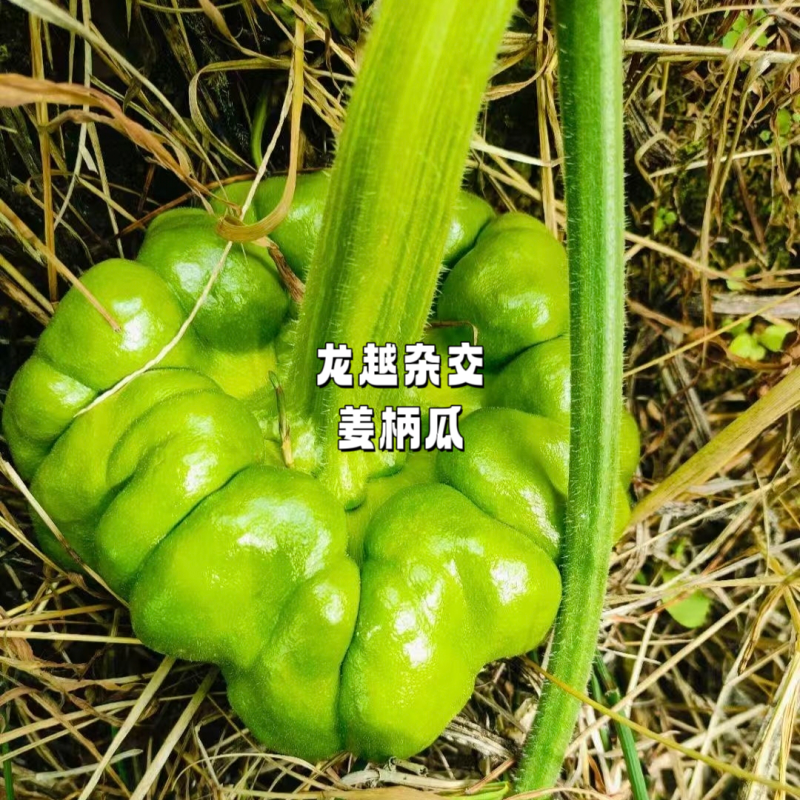 云南姜柄瓜种子结瓜早，短蔓南瓜种子柿饼状姜饼瓜种子