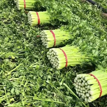 精品大棚芹菜，陆地，加工厂芹菜都有