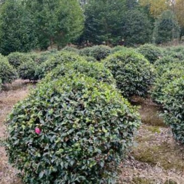 基地大量出售冠幅120厘米茶梅球