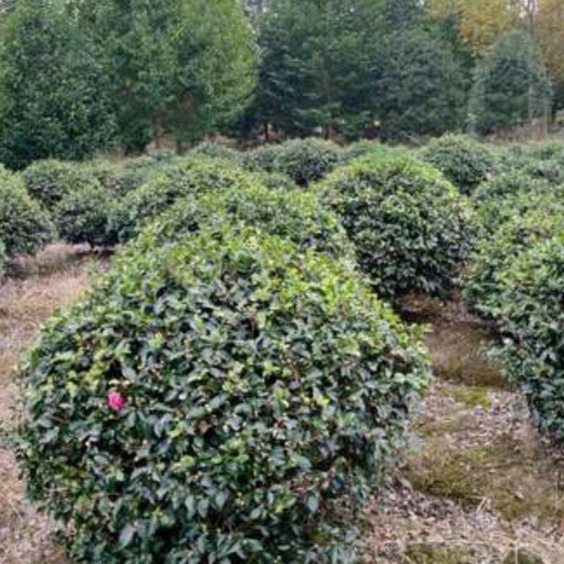 基地大量出售冠幅120厘米茶梅球