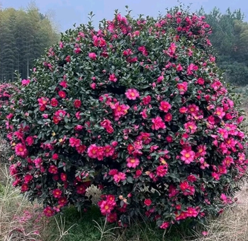 基地大量出售冠幅120厘米茶梅球