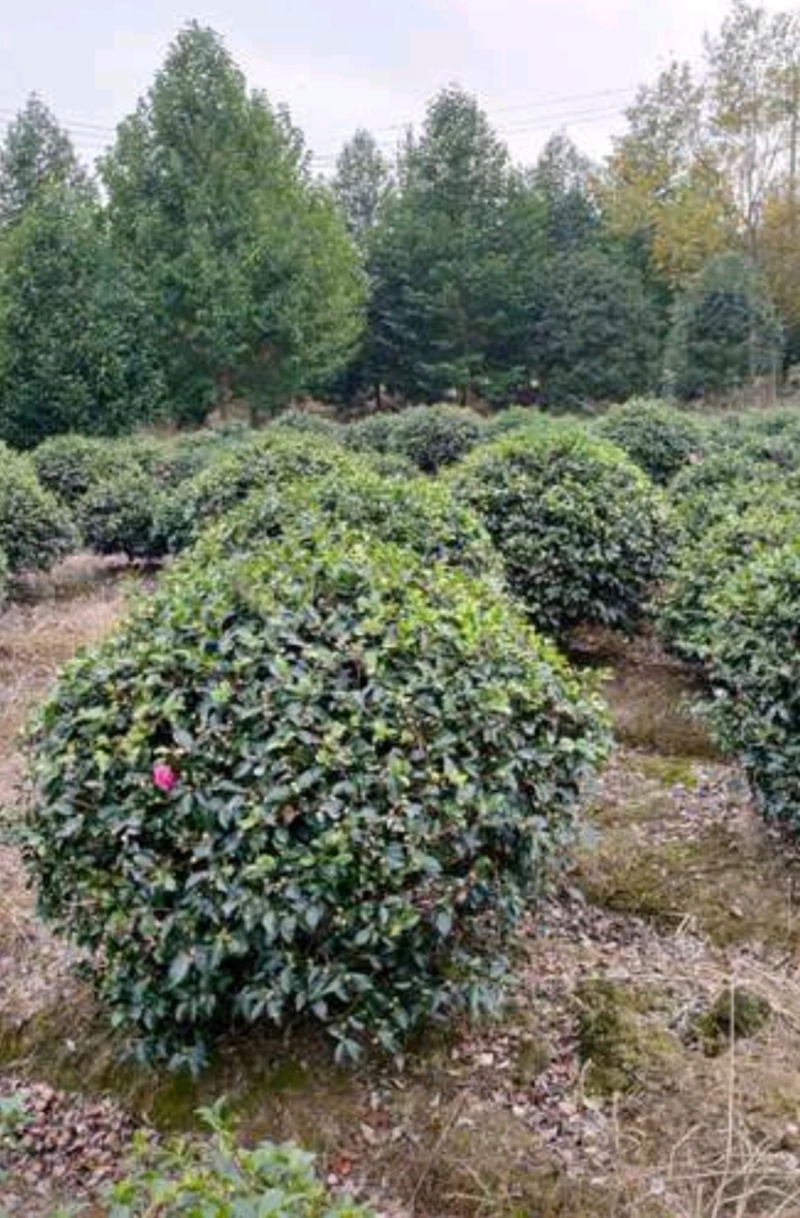 基地大量出售冠幅120厘米茶梅球