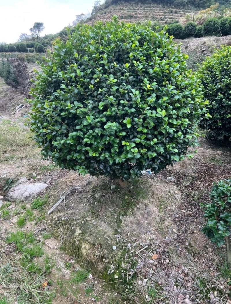 基地大量出售冠幅120厘米茶梅球