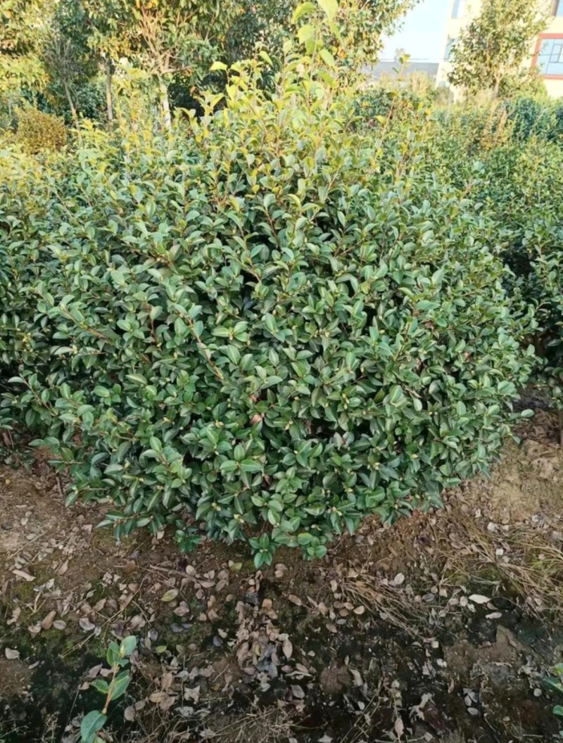 基地大量出售冠幅120厘米茶梅球