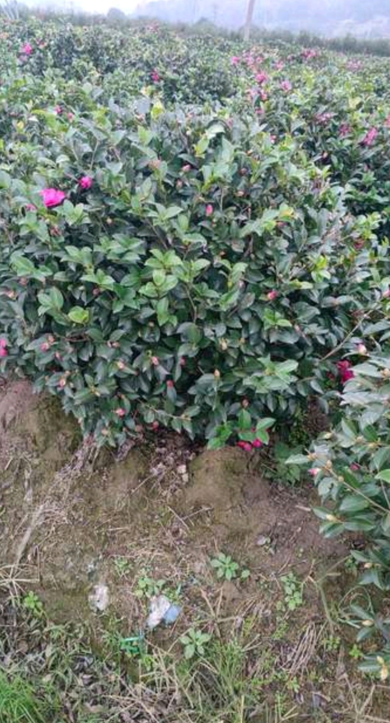 基地大量出售冠幅120厘米茶梅球